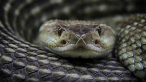25 August 2021 / Amalyah Hart  ‘Like venom coursing through the body’ – Enzyme may drive COVID death Related to the neurotoxins in rattlesnake venom, this enzyme may predict whether a patient will die from COVID.